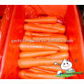 Organic Vegetables Fresh Carrot from China,low price carrot